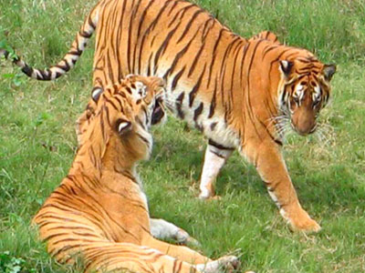 Best Couple Package Of Flora & Fauna Of Jim - Corbett