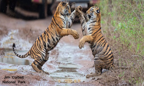 Best Budget Package Of Flora & Fauna