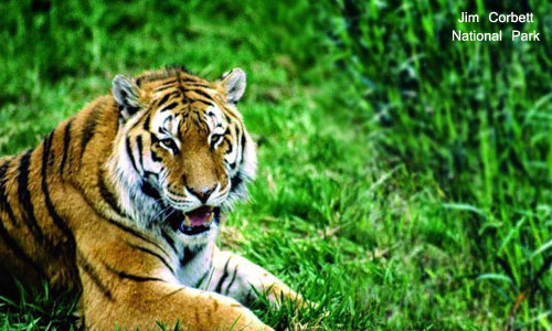 Best Budget Package Of Flora & Fauna