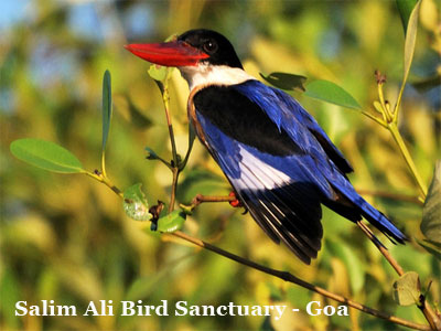 Best Budget Candolim Beach Goa Tour Package For Couple