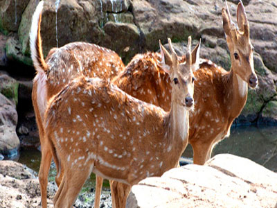 Best Budget Package Of Ranthambore Wildlife For Groups