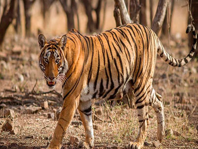 Best Budget Package Of Ranthambore Wildlife For Groups
