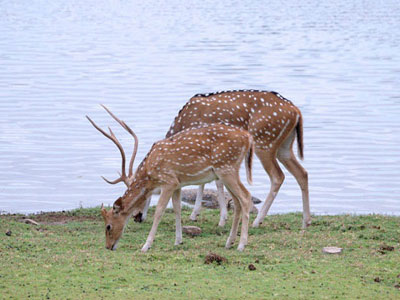Best Budget Package Of Ranthambore Wildlife For Groups