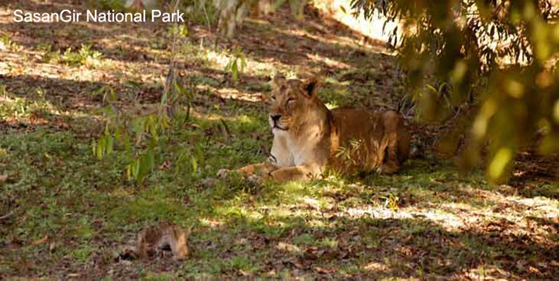 Best Group Package For Highlights Of Gujarat With Heritage Tour