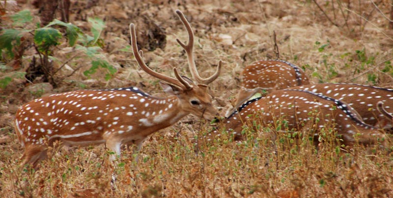 Visit To Home Of Asiatic Lion With Rann Of Kutch Tour Package For Couple