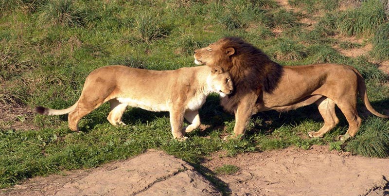 Visit To Home Of Asiatic Lion With Rann Of Kutch Tour Package For Couple