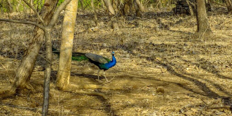 Home Of Asiatic Lion With Rann Of Kutch Tour Package For Groups