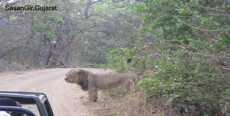 Home Of Asiatic Lion With Rann Of Kutch Tour Package For Groups