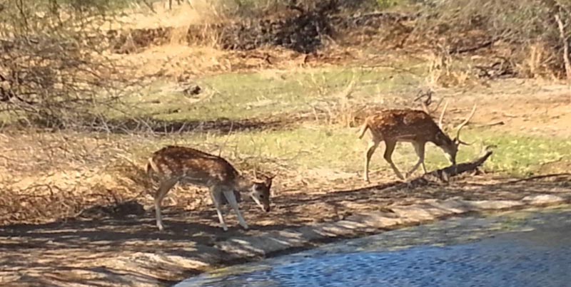 Home Of Asiatic Lion With Rann Of Kutch Tour Package For Groups