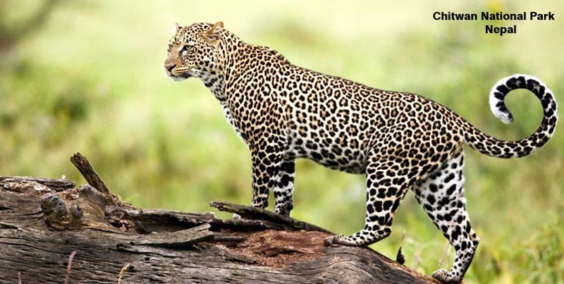 Magical Kathmandu With Chitwan And Pokhara Tour