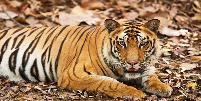 Comprehensive Nepal Tour Package With Chitwan And Pokhara