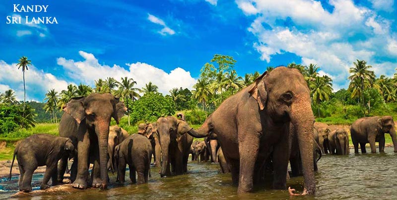 Best of Sri Lanka Tour