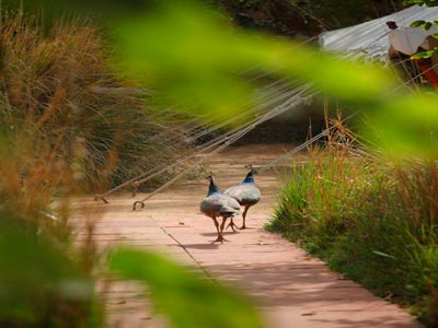 Lavish Nights Of Wildlife At Ranthambore Rajasthan Tour