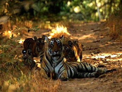 Lavish Nights Of Wildlife At Ranthambore Rajasthan Tour