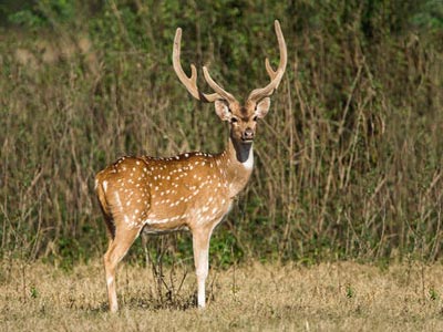 Lavish Nights Of Wildlife At Ranthambore Rajasthan Tour