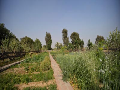 Luxurious Wild Experience Of Thrilling Jaisalmer Rajasthan Tour