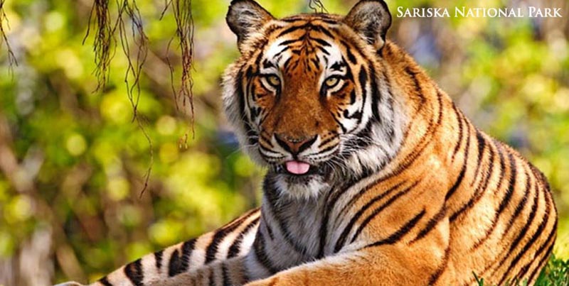 Golden Triangle Tour With Jungle Safari