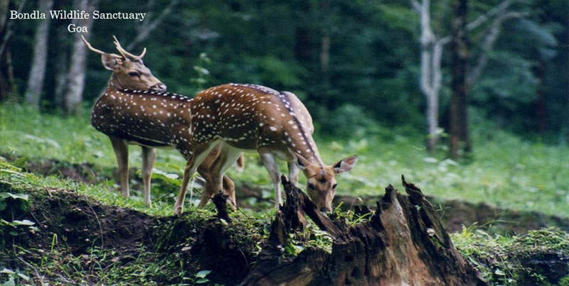 Budget Goa Tour Package For Couples At Calangute Beach