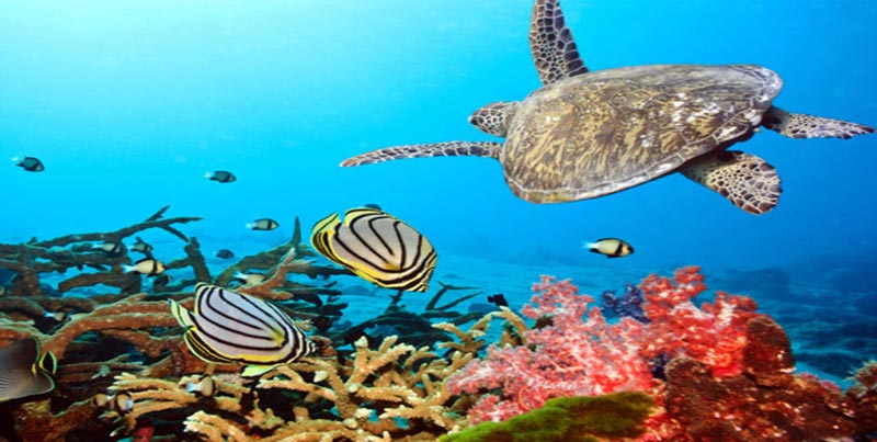 Premium Budget Tour Package Of Port Blair With Jolly Buoy Island For Couple