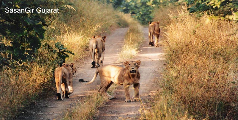 Top Couple Wildlife Trip Of Sasangir With Blissful Diu Beach Of Gujarat