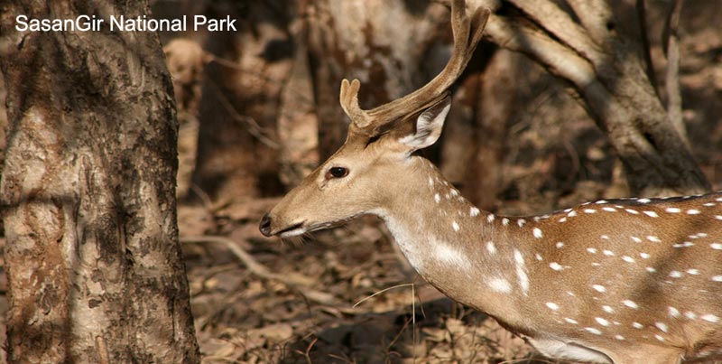 Top Couple Wildlife Trip Of Sasangir With Blissful Diu Beach Of Gujarat