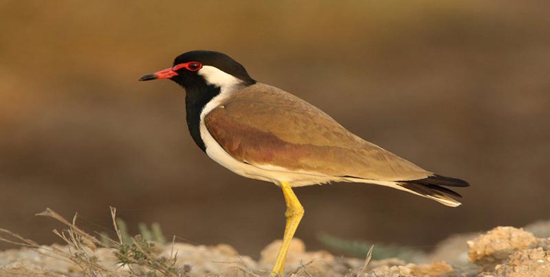 Best Budget Textile Package Tour Of Gujrat With Bhuj And Little Rann Of Kutch