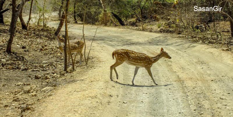 Best Couple Package To Visit The Home Of Asiatic Lion Sasangir Gujarat