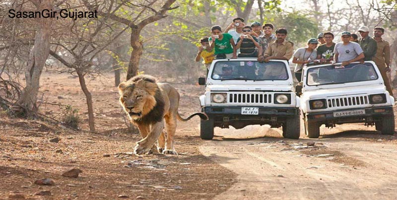 Best Couple Package To Visit The Home Of Asiatic Lion Sasangir Gujarat