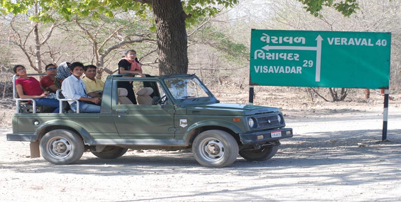 Best Couple Package To Visit The Home Of Asiatic Lion Sasangir Gujarat