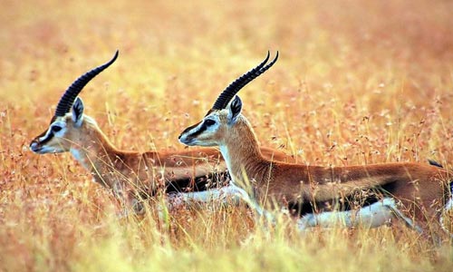 Best Of Gujarat Tour With Wild Life Of Gir And Temples Of Somnath