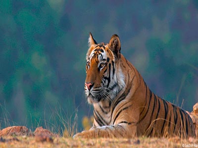 Unmatched Experience Of Wildlife At Bandhavgarh Madhya Pradesh Tour