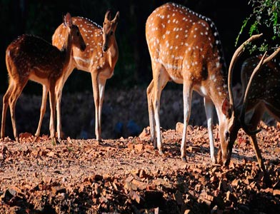 Unmatched Experience Of Wildlife At Bandhavgarh Madhya Pradesh Tour