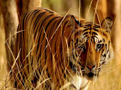 Unmatched Experience Of Wildlife At Bandhavgarh Madhya Pradesh Tour