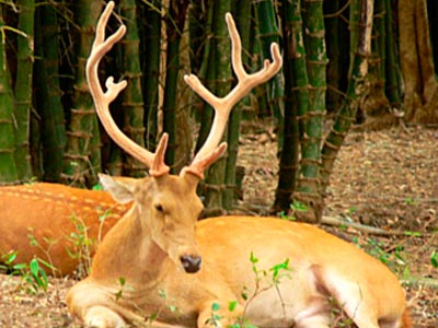 Unmatched Experience Of Wildlife At Bandhavgarh Madhya Pradesh Tour