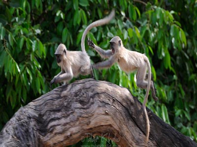 Unmatched Experience Of Wildlife At Bandhavgarh Madhya Pradesh Tour