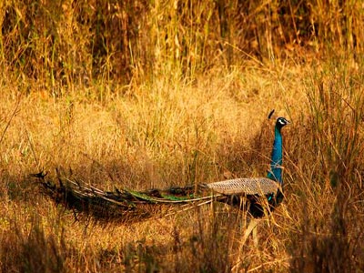 Unmatched Experience Of Wildlife At Bandhavgarh Madhya Pradesh Tour