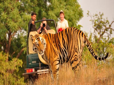 Unmatched Experience Of Wildlife At Bandhavgarh Madhya Pradesh Tour