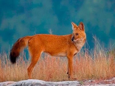 Unmatched Experience Of Wildlife At Bandhavgarh Madhya Pradesh Tour