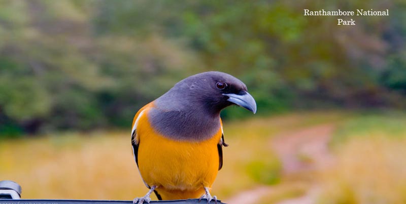 Golden Triangle Tour With Ranthambore Royal Safari