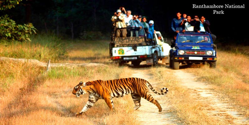 Golden Triangle with Tiger Tour