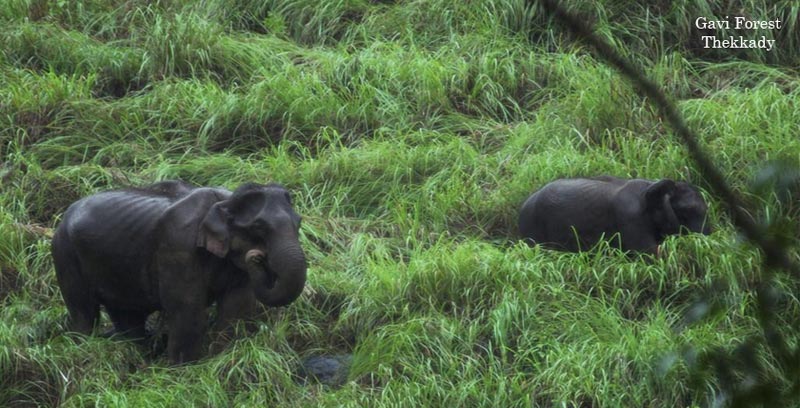 Kerala Backwater Couple Tour Package Of Thekkady And Alleppey