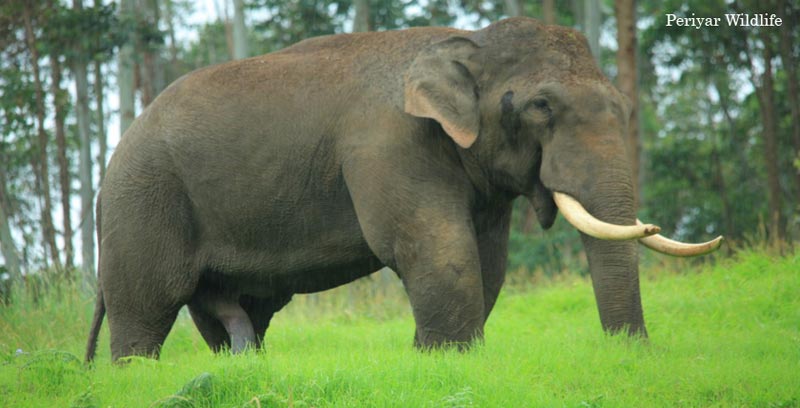 Kerala Backwater Couple Tour Package Of Thekkady And Alleppey