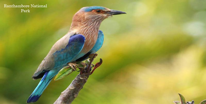 Captivating Wildlife Holiday Trip Of Ranthambore With Pink City Jaipur Rajasthan Package