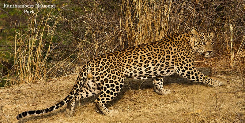 Captivating Wildlife Holiday Trip Of Ranthambore With Pink City Jaipur Rajasthan Package