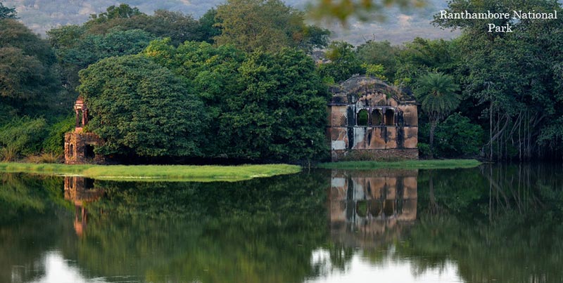 Captivating Wildlife Holiday Trip Of Ranthambore With Pink City Jaipur Rajasthan Package