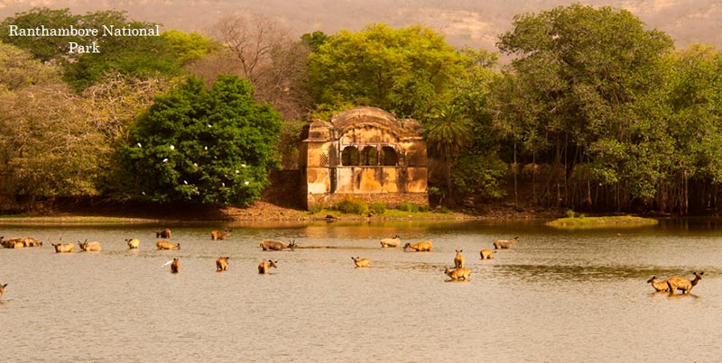 Captivating Wildlife Holiday Trip Of Ranthambore With Pink City Jaipur Rajasthan Package
