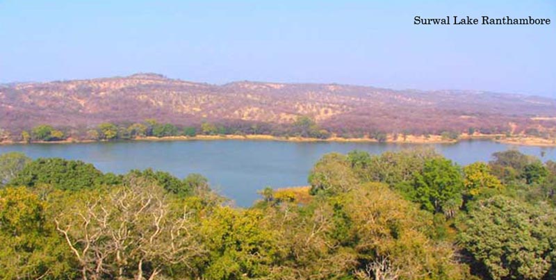 Captivating Wildlife Holiday Trip Of Ranthambore With Pink City Jaipur Rajasthan Package