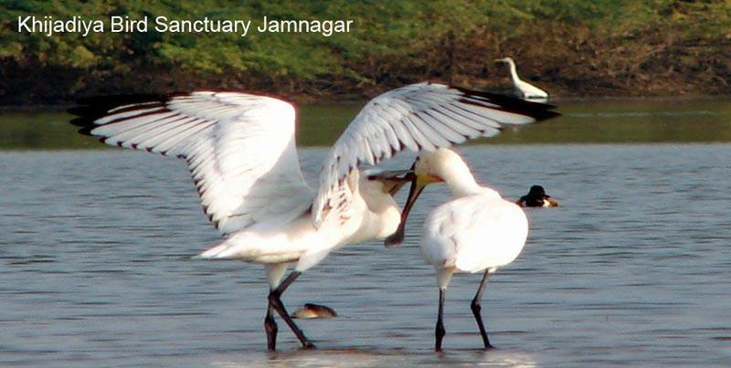 Best Couple Package Of Jamnagar Dwarka Porbandar Somnath Diu And Sasangir Tour