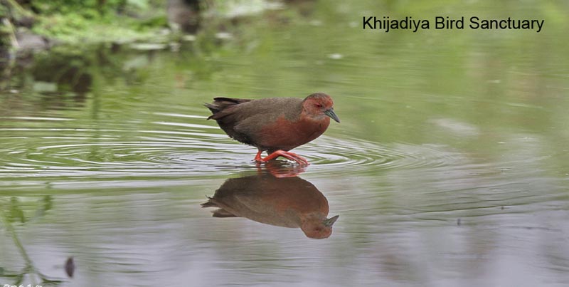 Best Couple Package Of Jamnagar Dwarka Porbandar Somnath Diu And Sasangir Tour