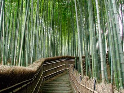 Tempting Almora Tour With Unexplored Binsar And Dev Bhumi Rishikesh